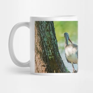 American white ibis in Florida Mug